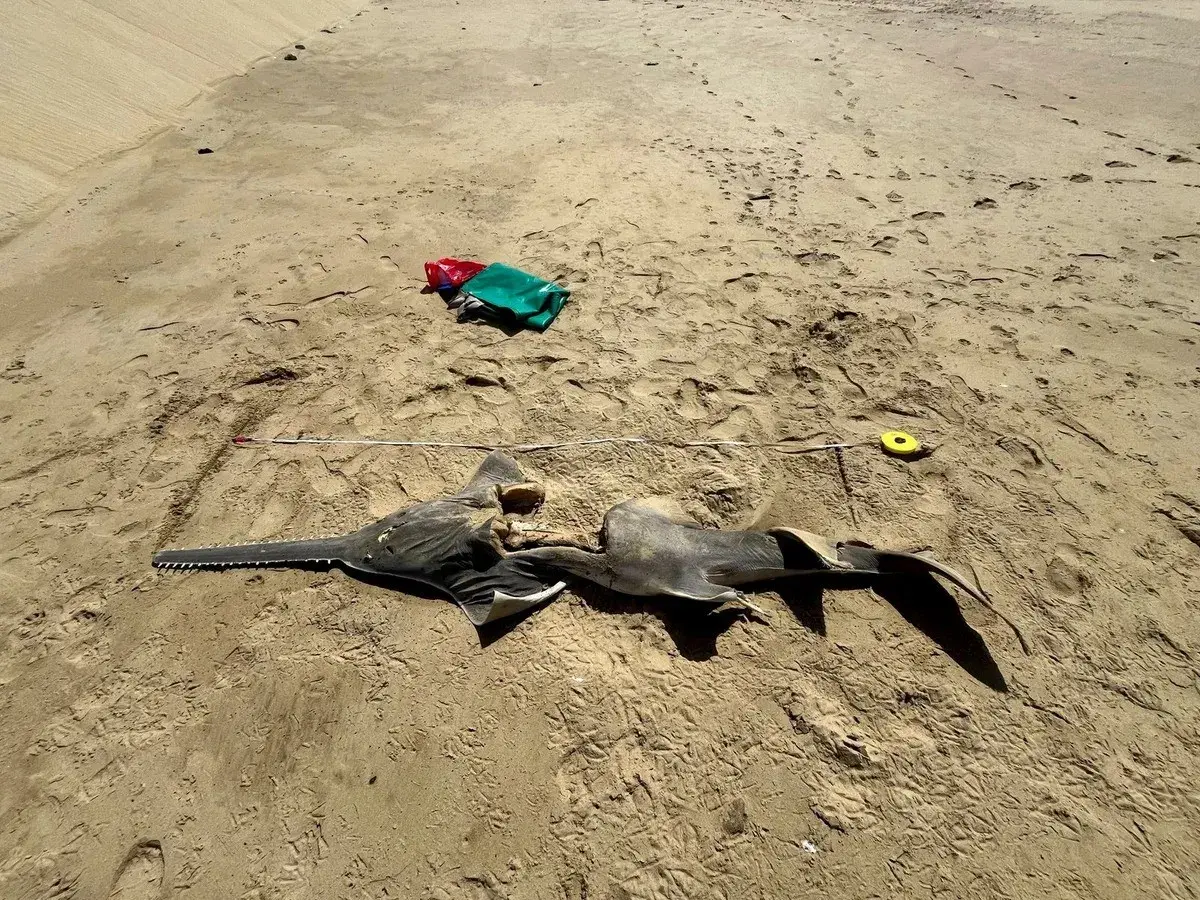 Dead sawfish (2)