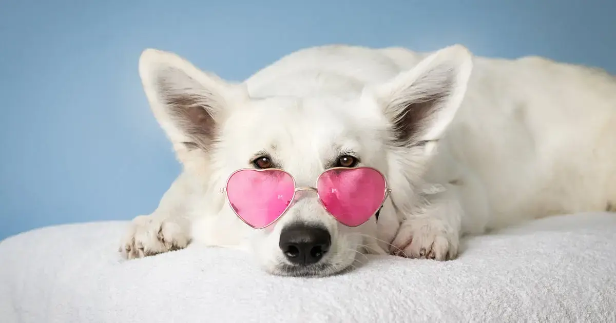 dog in pink glasses