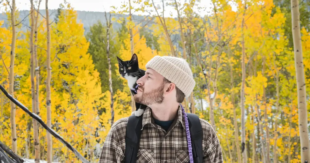 The bond between humans and cats is governed by the love hormone