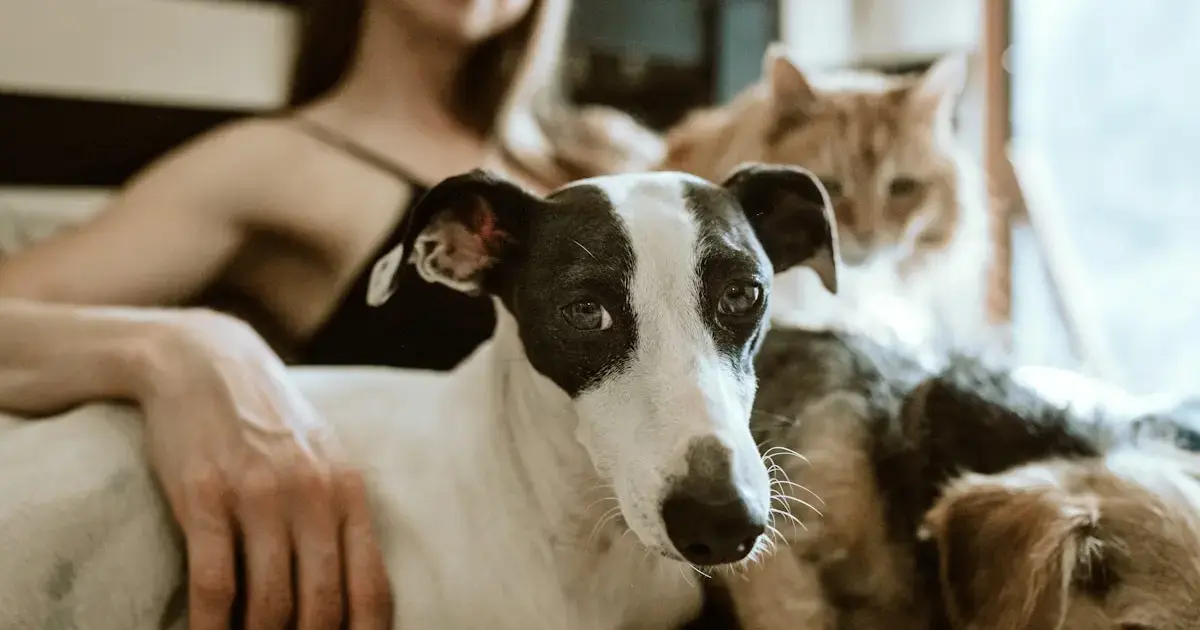 woman with cat and dog