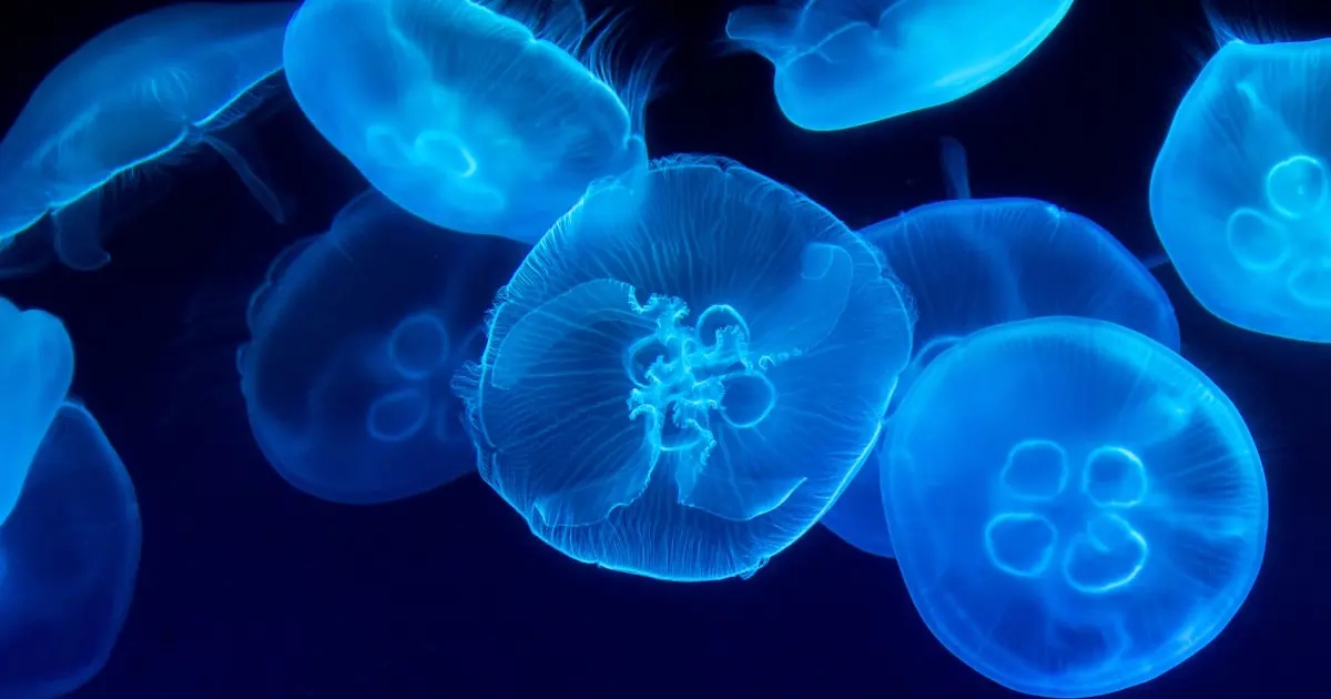 closeup photography of swarm of jellyfish