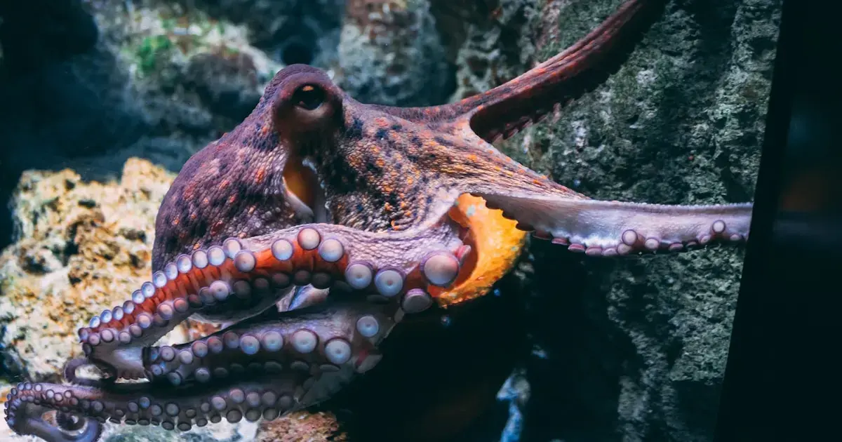 octopus in the sea