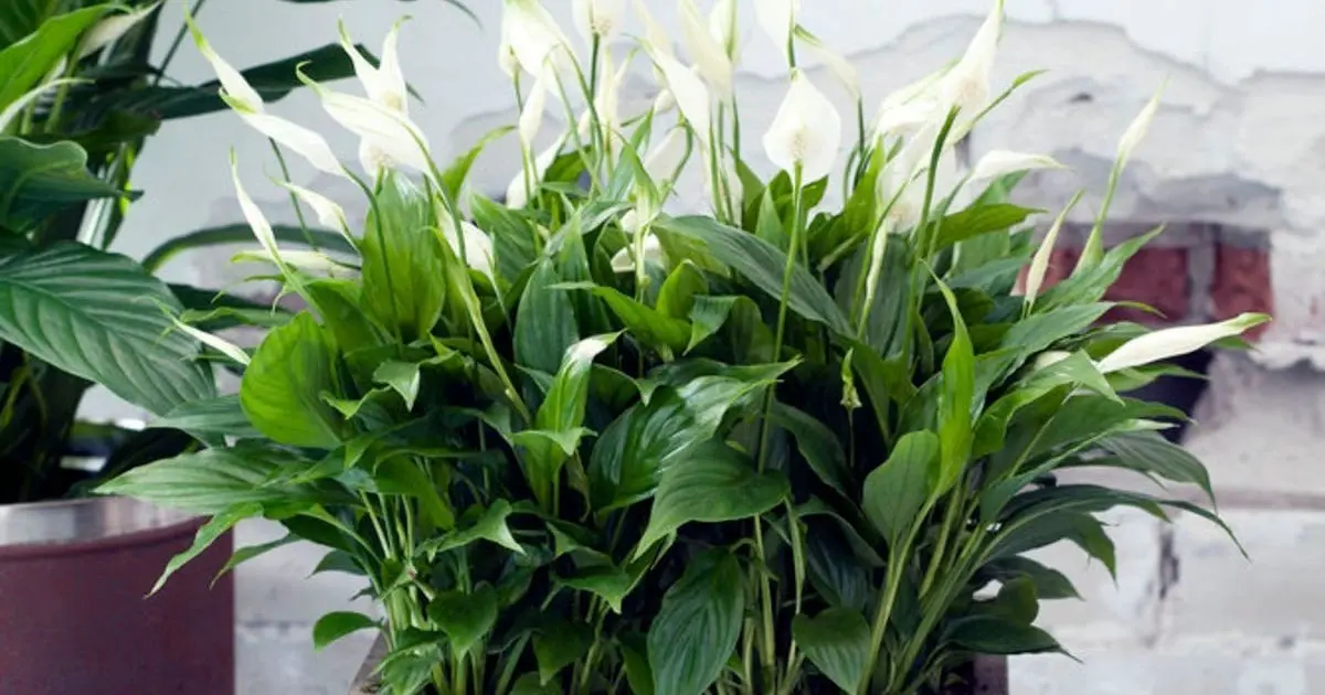 Peace Lily