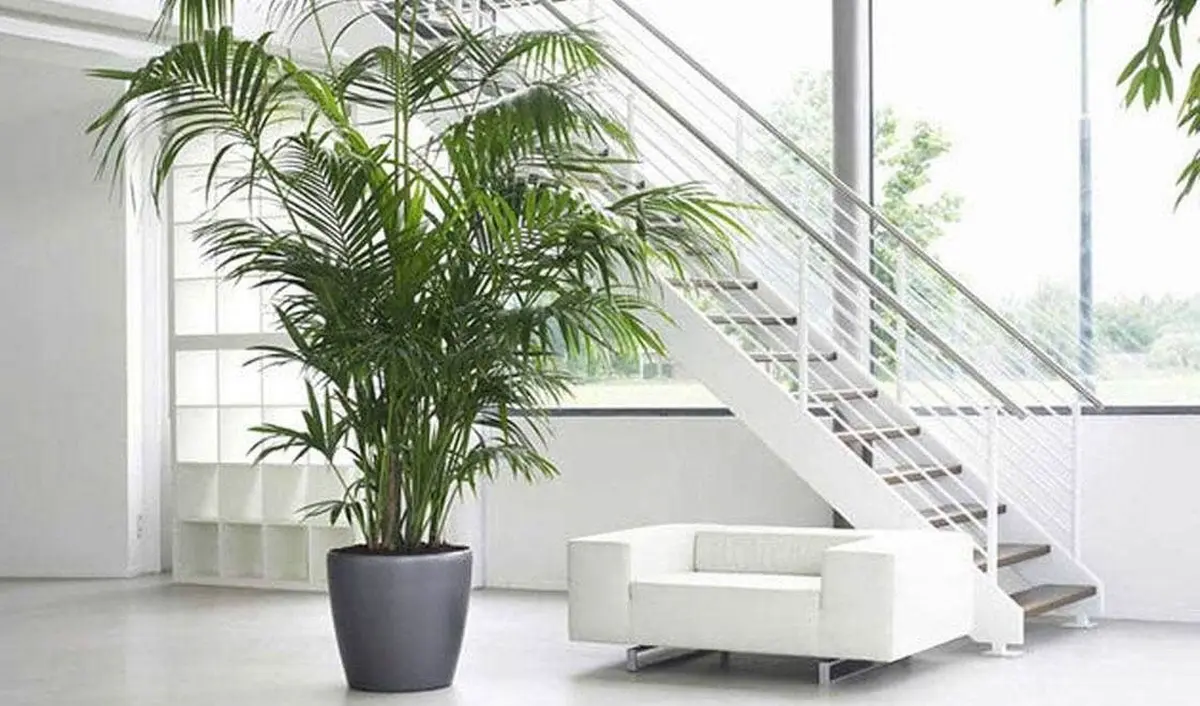 Areca Palm