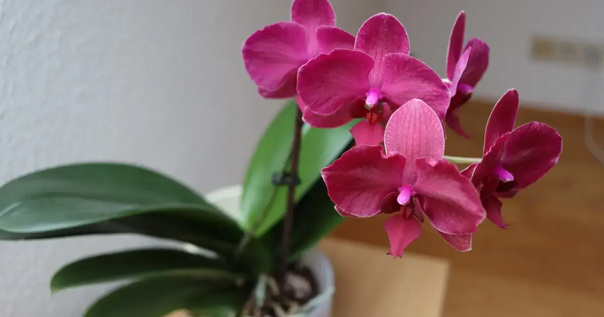 Phalaenopsis Orchid