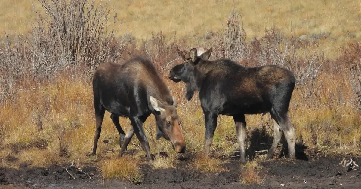 two moose