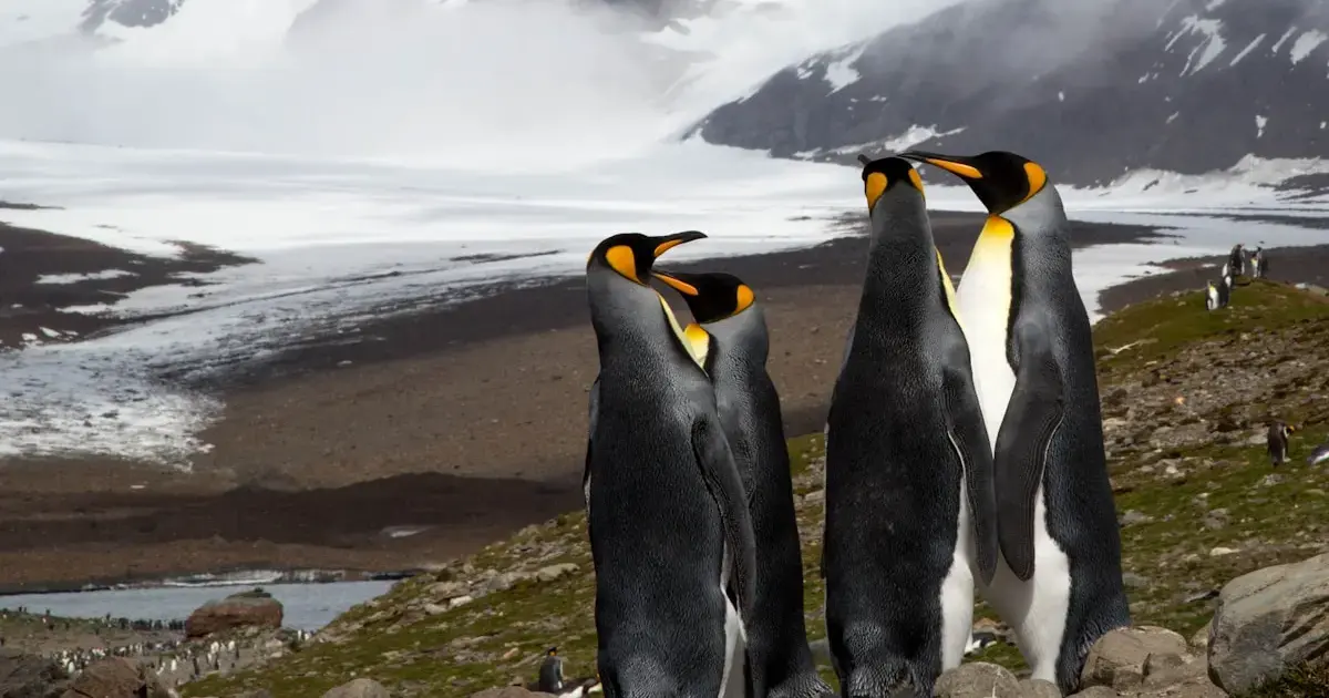 penguins standing on the shore
