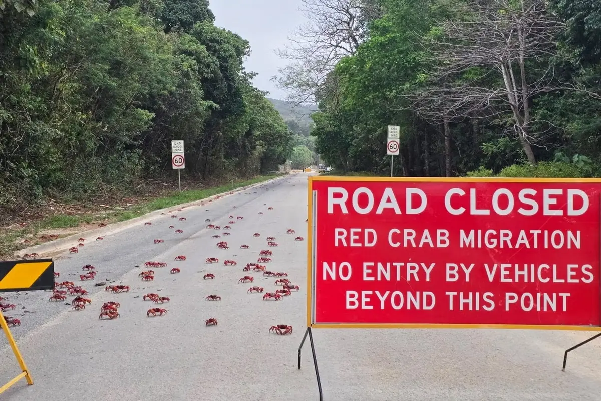 Tens of millions of red crabs marching across Christmas Island