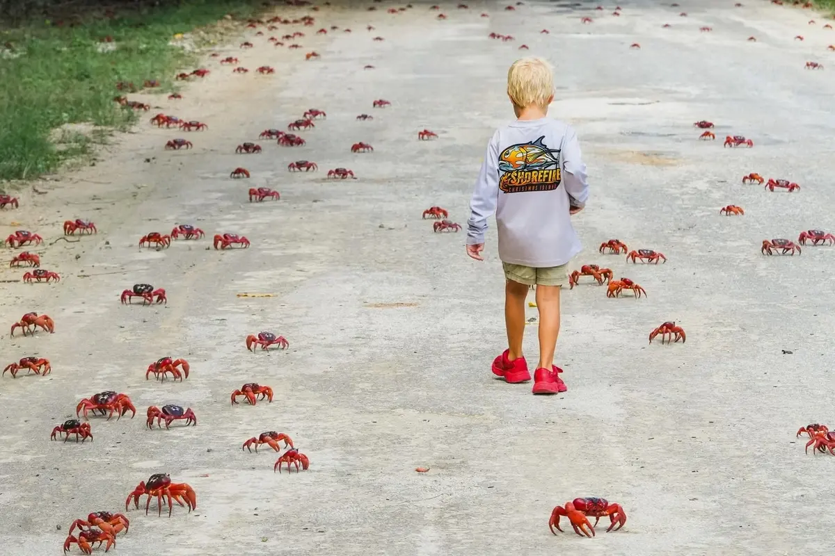 A boy walks along a road where thousands of crabs are crawling