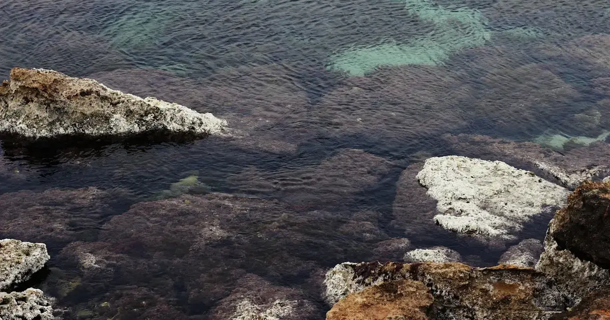 mass coral die-off – the first tragic threshold of the climate crisis