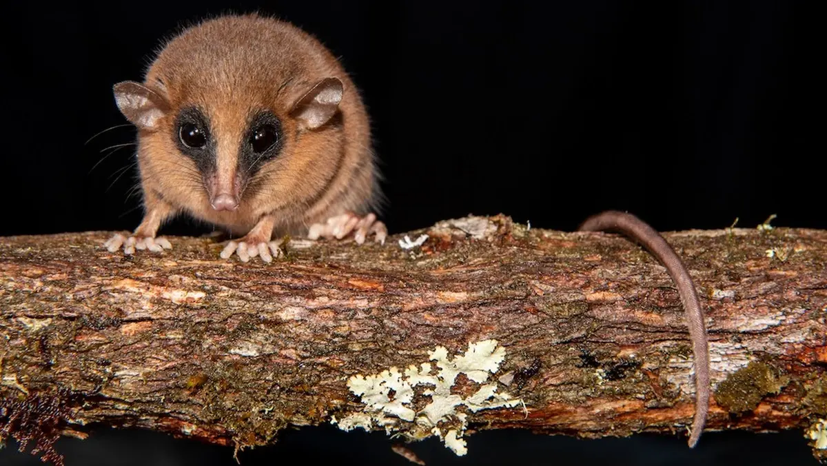 A tiny creature from the high Andes: a mysterious animal discovered in the 'cloud forest' of Peru