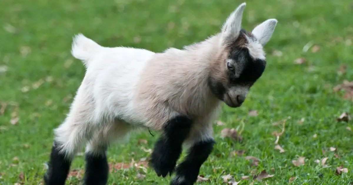 Why do some goats faint dramatically?