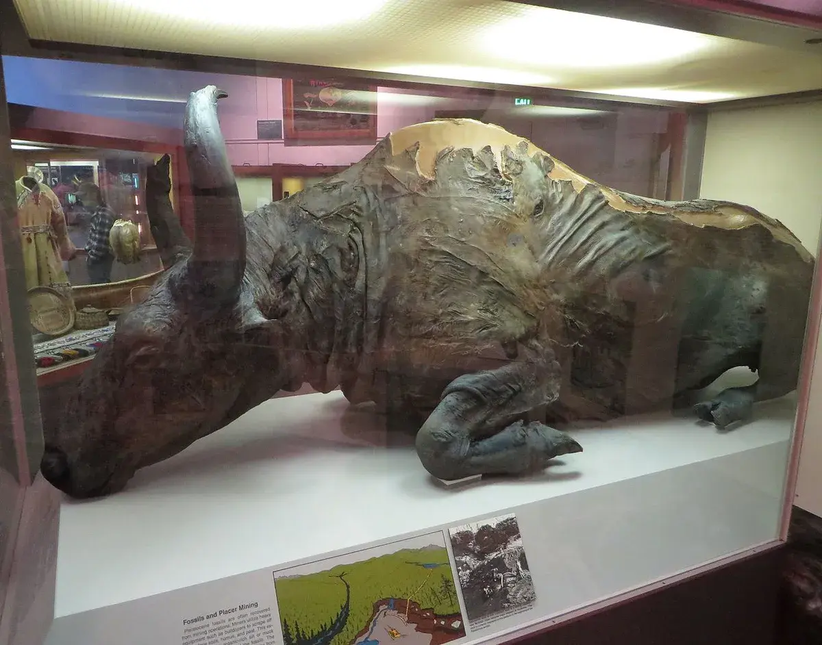 In 1984, scientists ate stew made from a 50,000-year-old bison