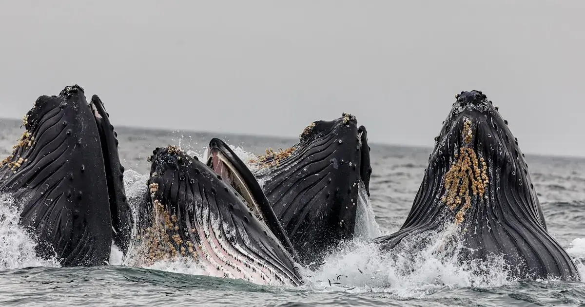 AI helps scientists decode sperm whale language: it's somewhat similar to human language
