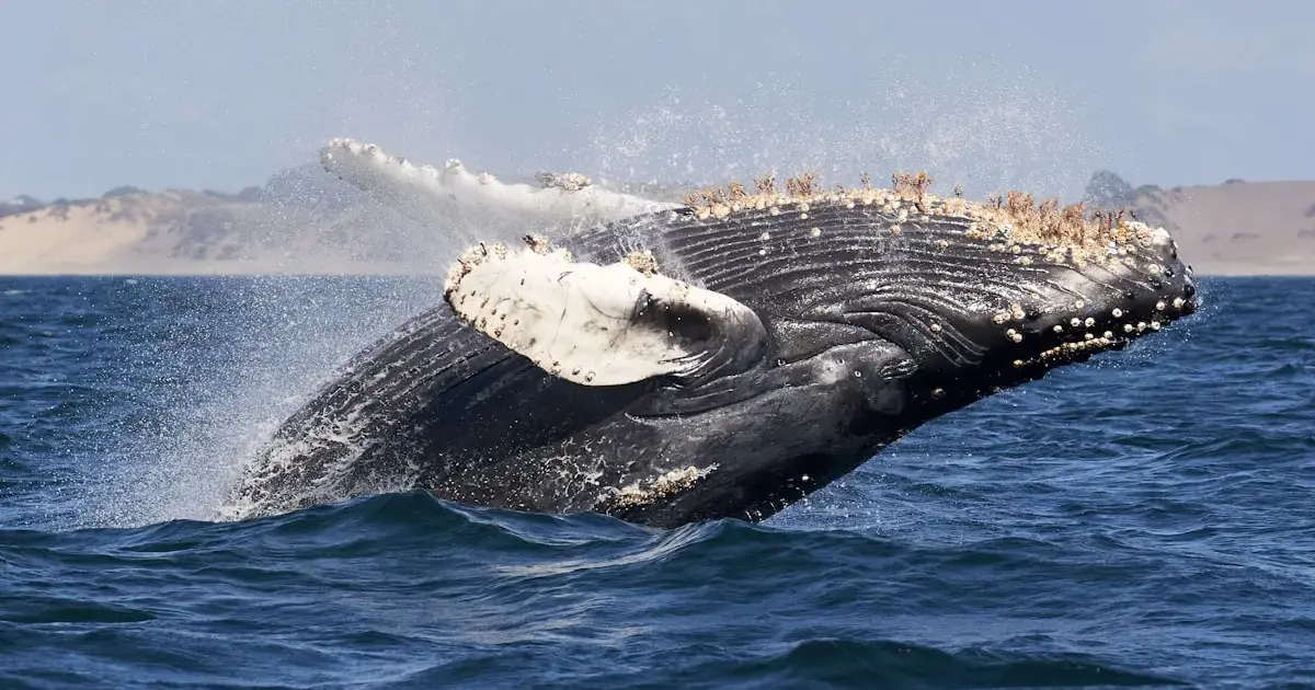 sperm whale above water