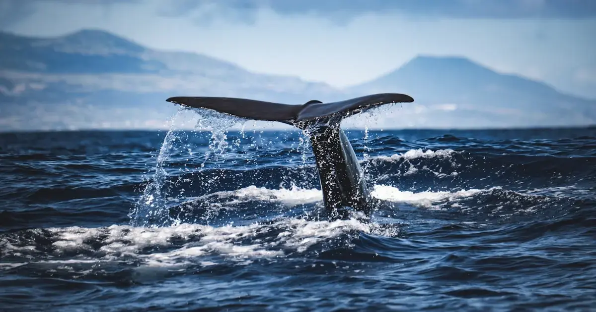 sperm whale tail in the ocean