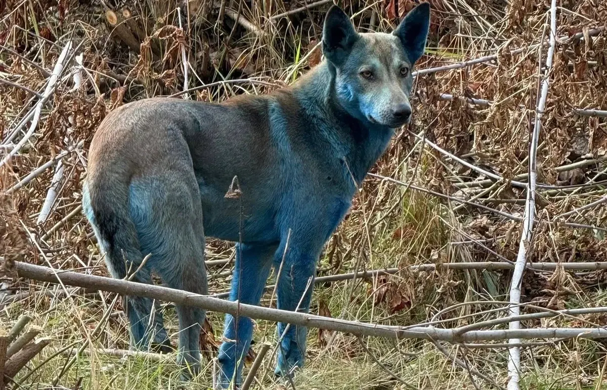 Blue Dogs Spotted in Chernobyl. Why Are They Like This?