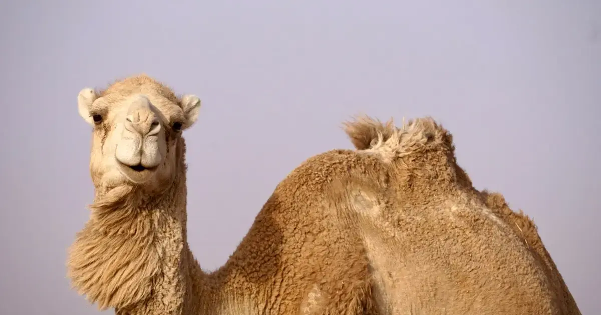 Camel and llama proteins may protect us from dementia: forecast