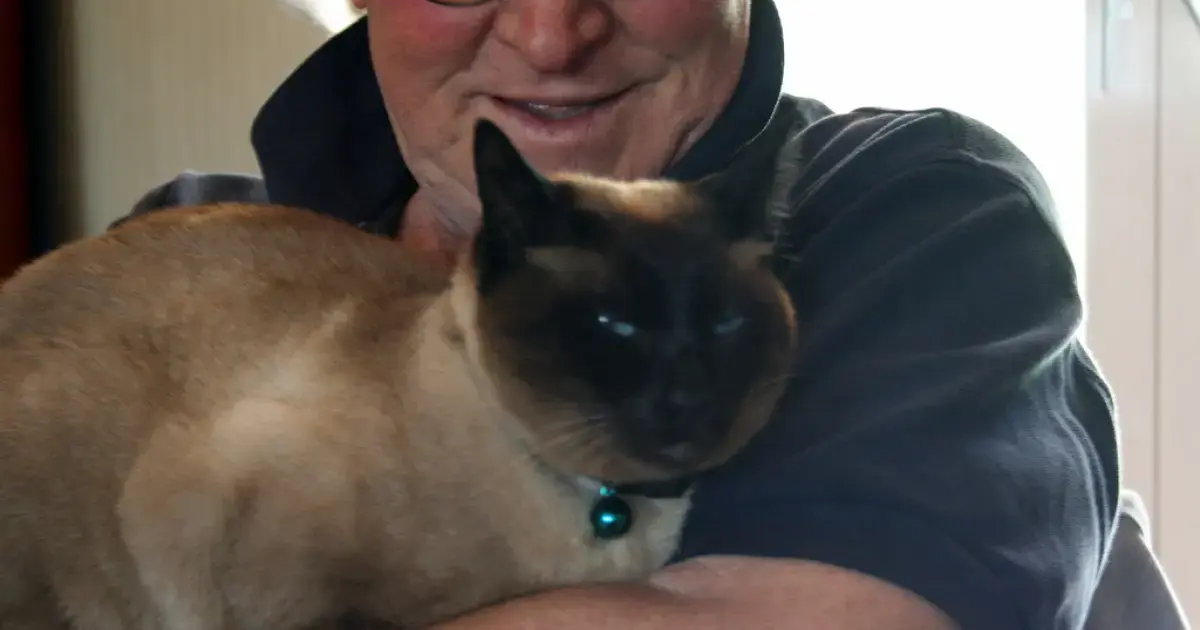 Do you understand cat body language well? Test and expert advice