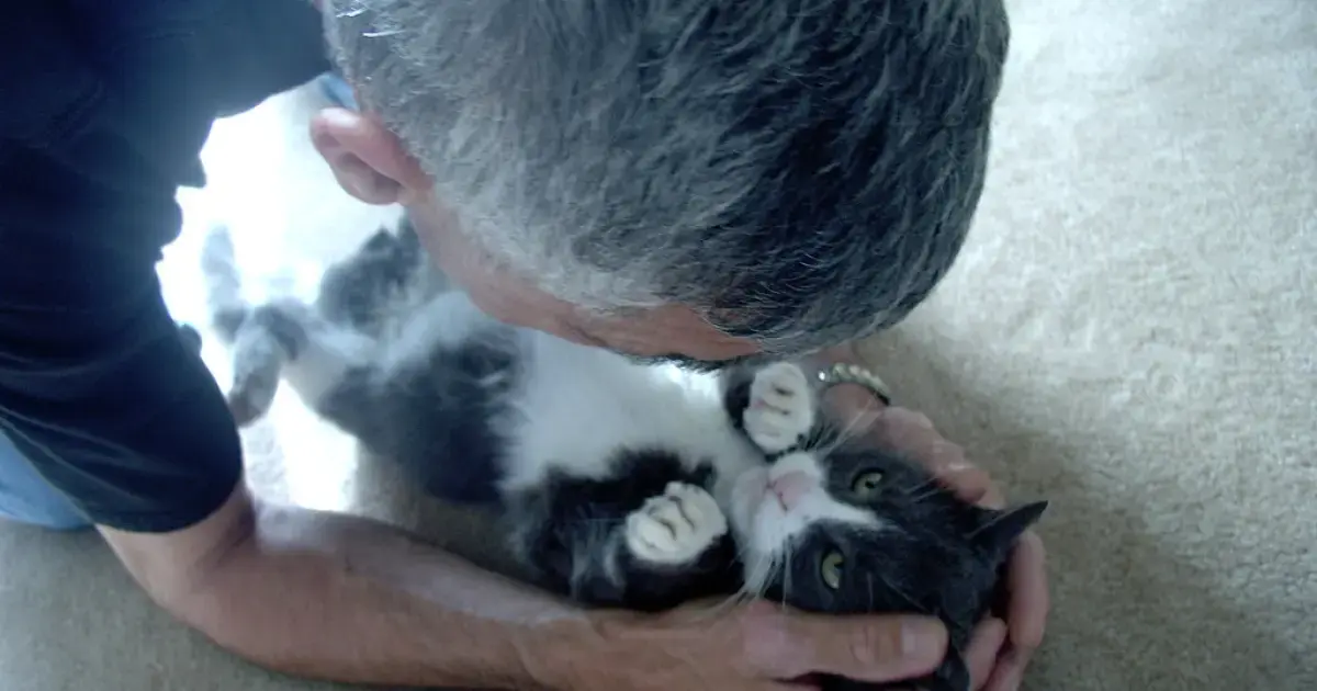 man playing with a kitten
