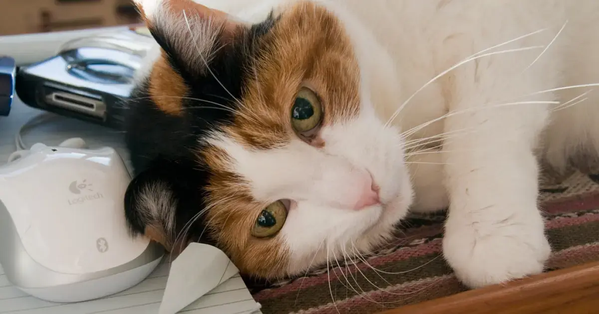 cat lying on a pillow