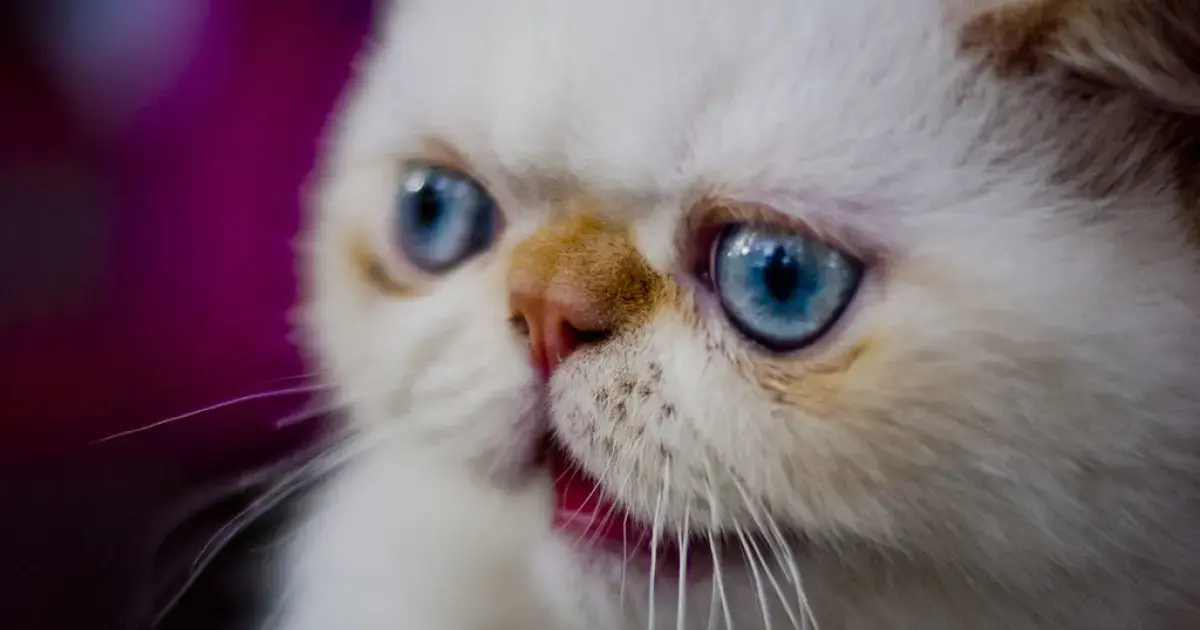 cat opening its mouth