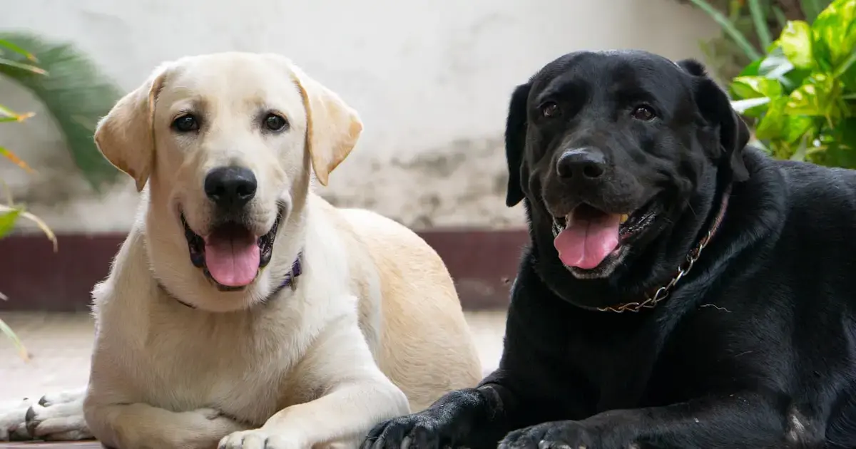 white and black dogs