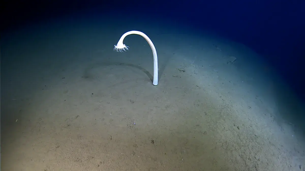 Marine biologists discovered bizarre creatures at extreme depths