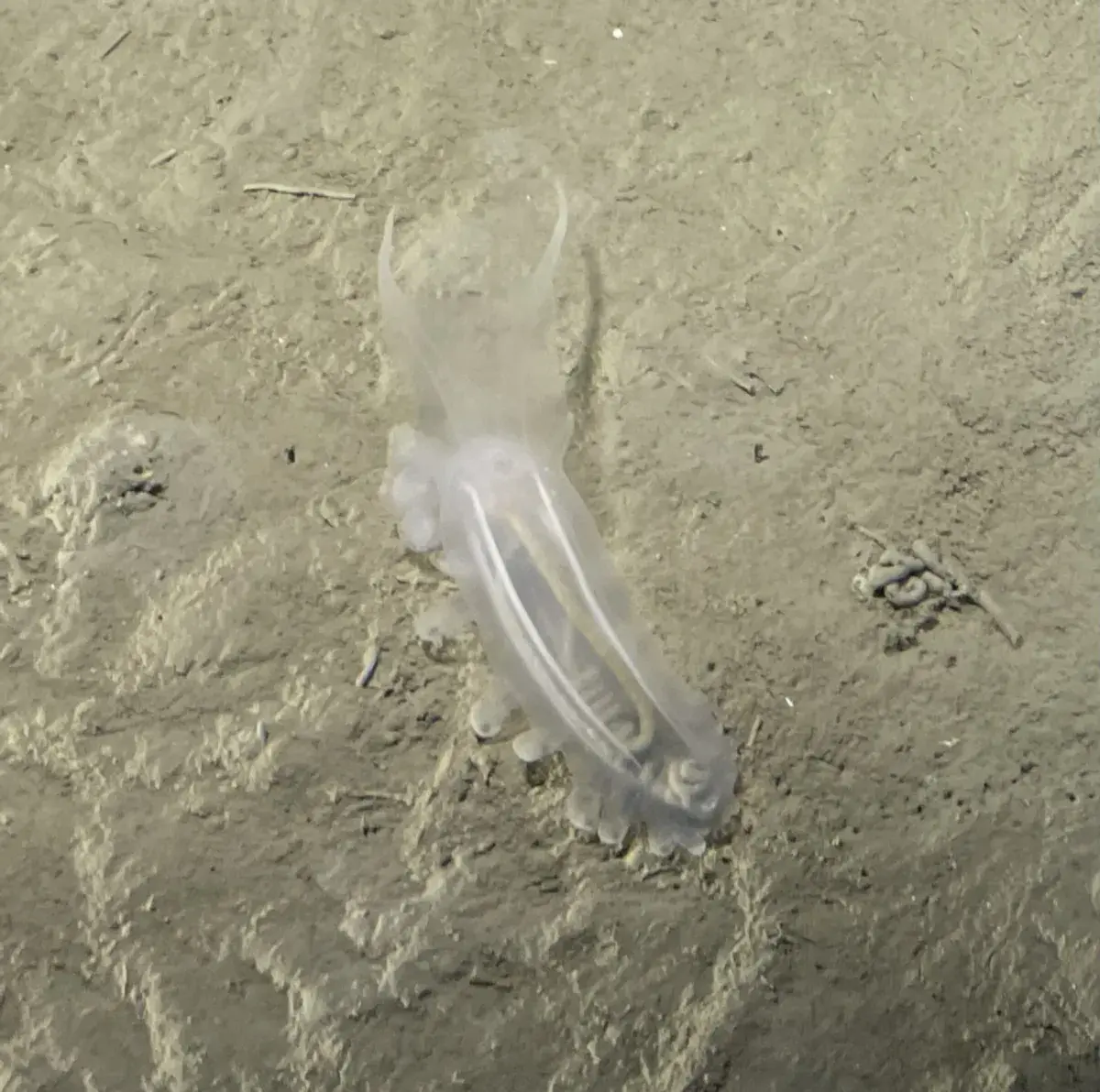 deep-sea marine creature