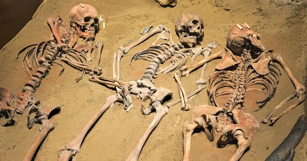 Neanderthal skeletons
