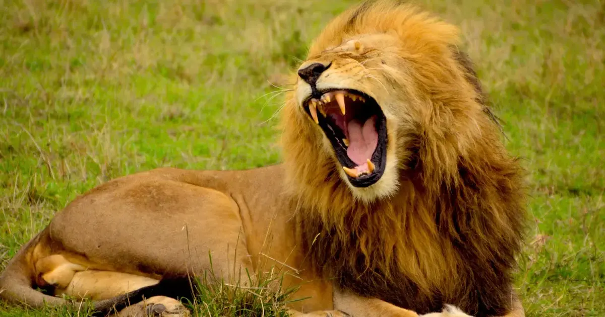 Not a lion and not a leopard: animals have identified the scariest predator in Africa
