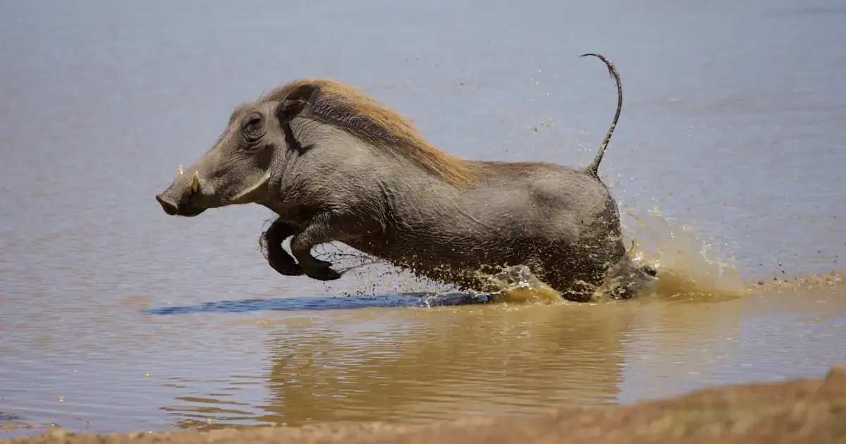 warthog running on water