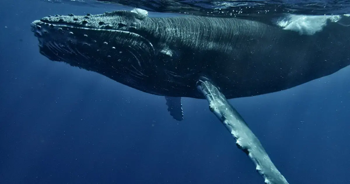 Scientists reveal how the Greenland whale can help us live longer