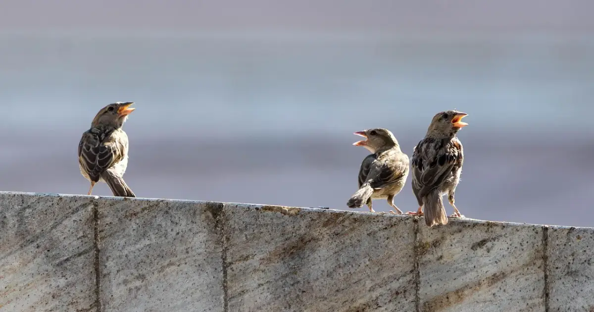 a flock of birds on a fence