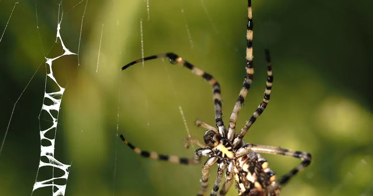 Why do spiders decorate their webs with zigzag threads?