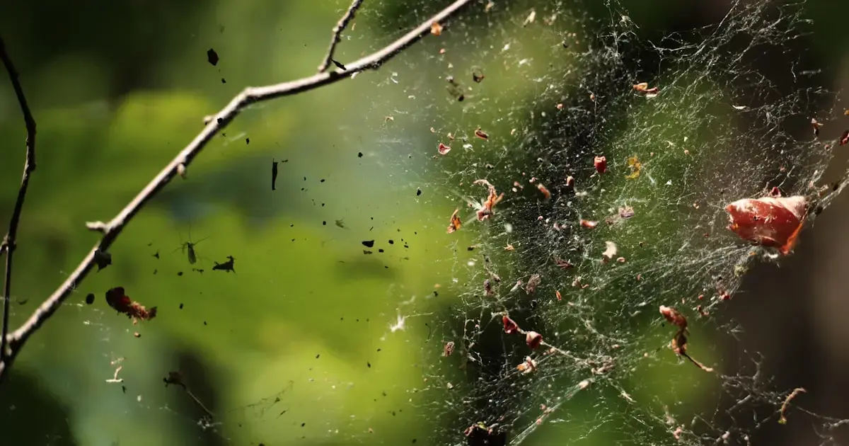 flies in spider web