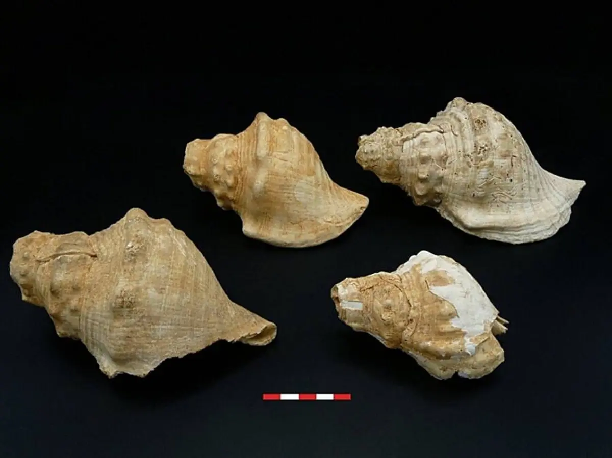 6000-year-old shells from Spain may be among the oldest wind instruments