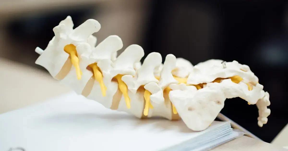 spine model