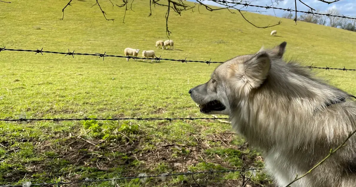 Every dog has a piece of wolf DNA: scientists