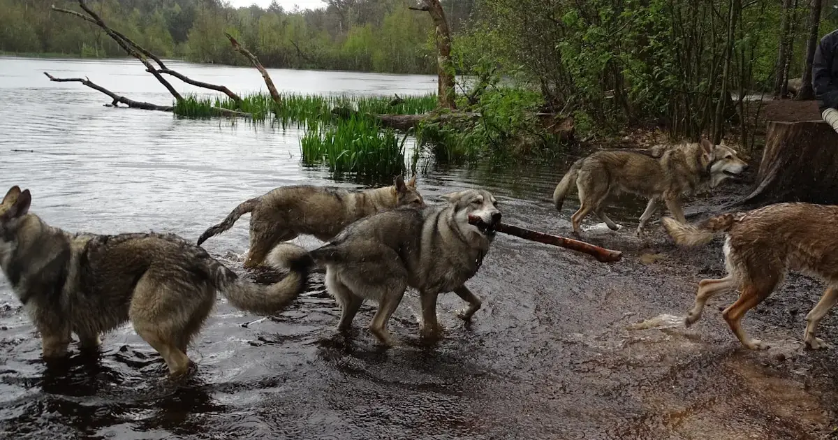 wolves and dogs by the water