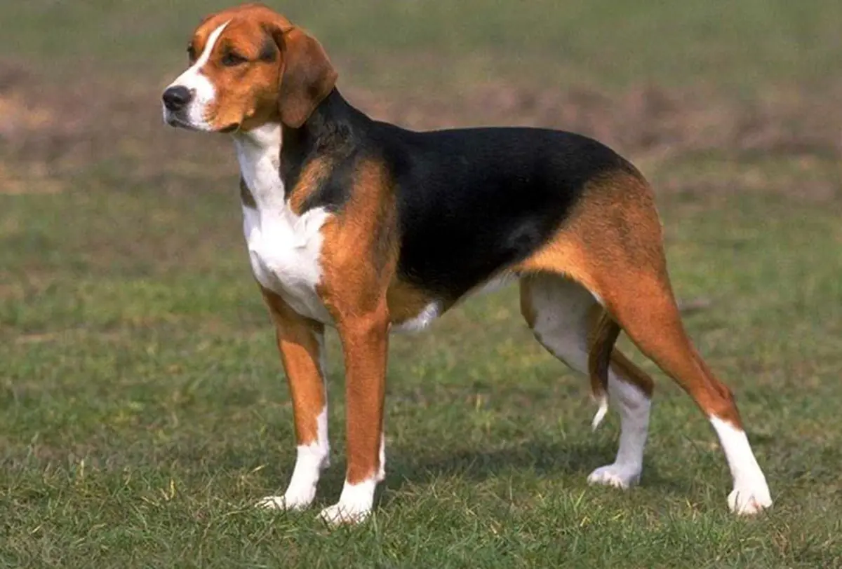 Anglo-French tricolor hounds