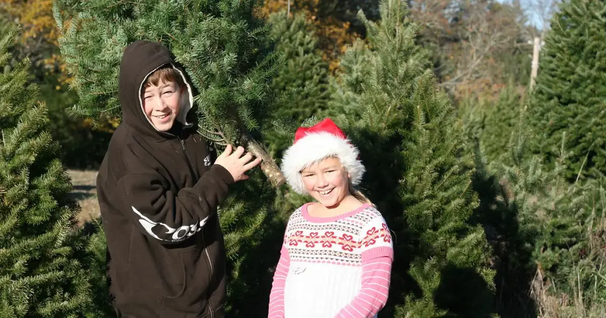 children at a Christmas tree farm