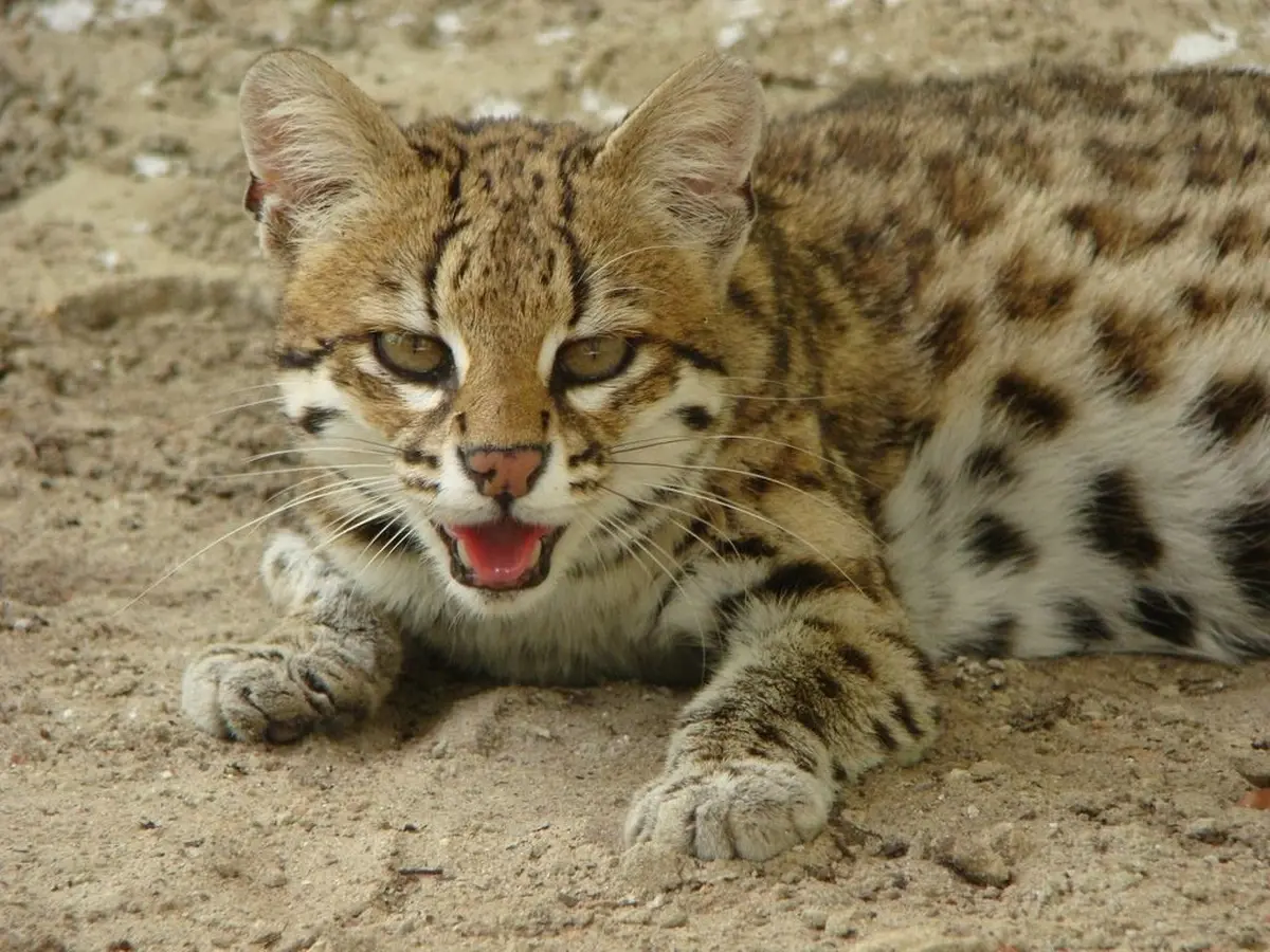 Wild Asian leopard cat