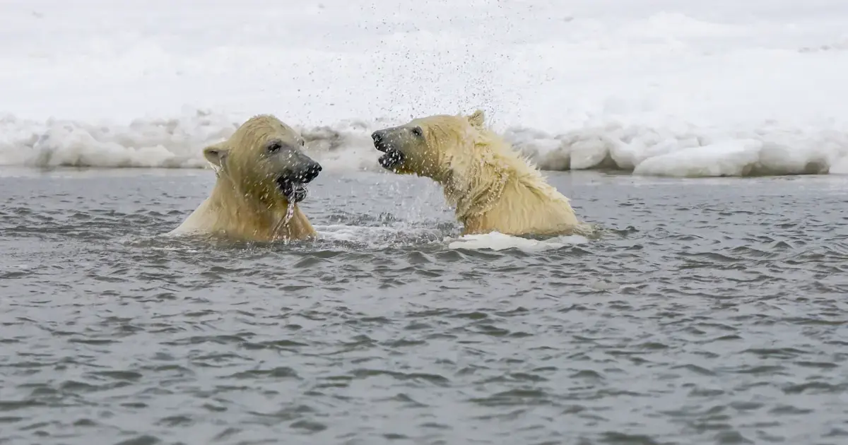 polar bears swimming