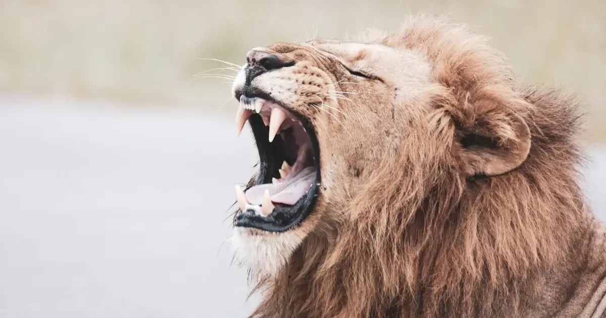 The Science of Roaring: AI Discovers a New Type of Lion Roar