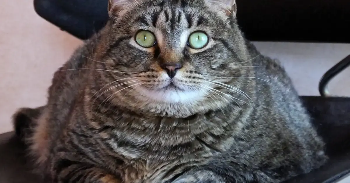 Scientists have developed a weight loss drug for chubby cats: it works like Ozempic