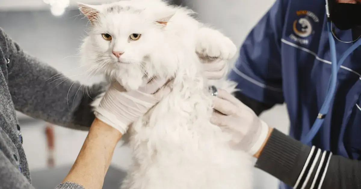 cat in the hands of veterinarians