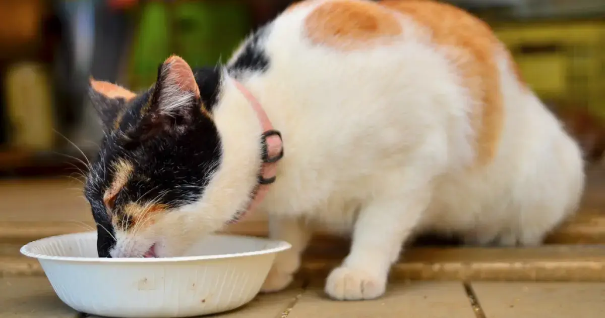 cat eating from a bowl