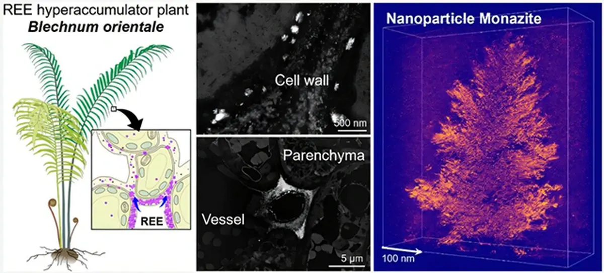 Researchers found that crystals of monazite form in the fern