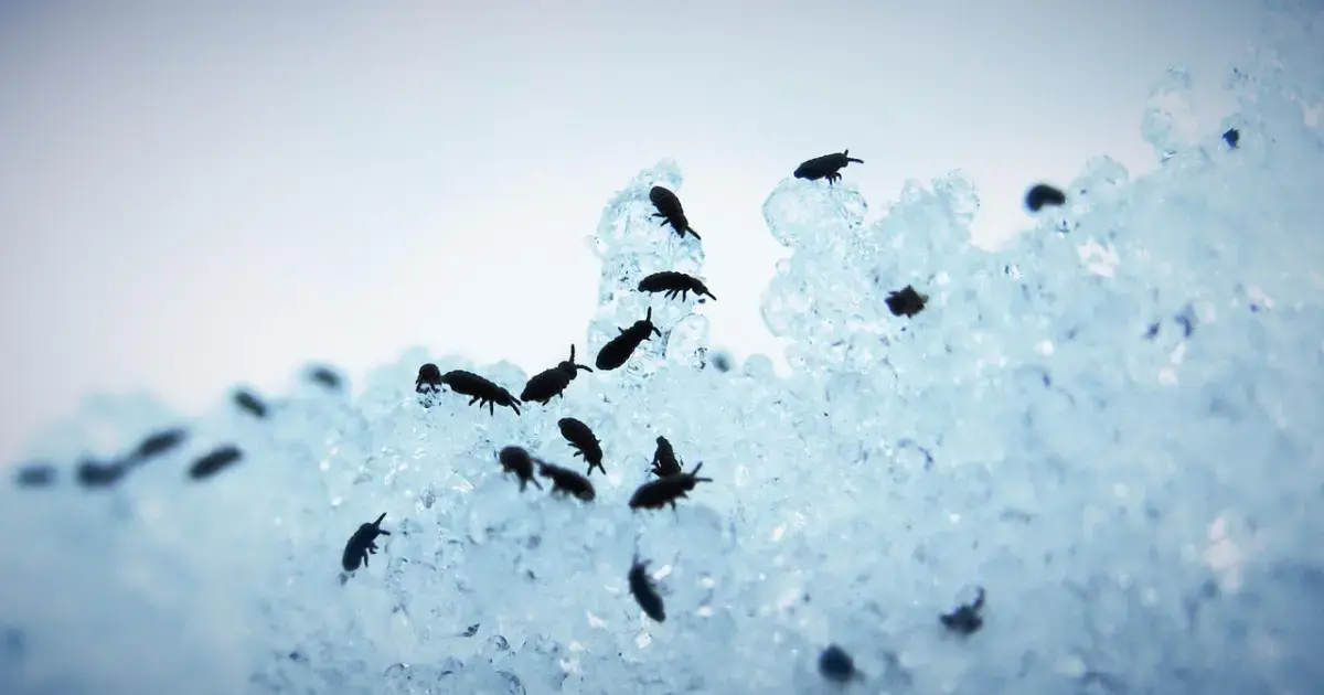 fleas on snow